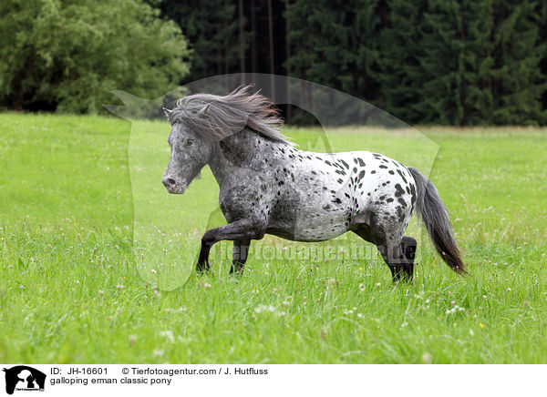 galoppierendes Deutsches Classic-Pony / galloping erman classic pony / JH-16601