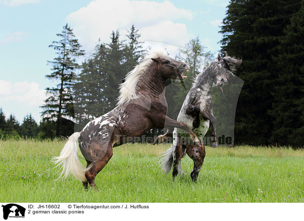 2 Deutsches Classic-Ponys / 2 german classic ponies / JH-16602