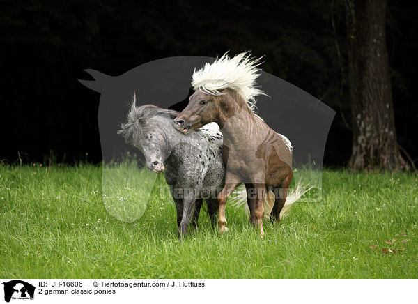 2 german classic ponies / JH-16606