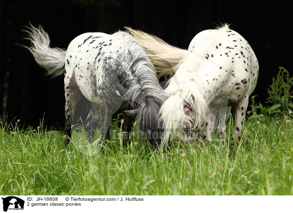 2 german classic ponies / JH-16608