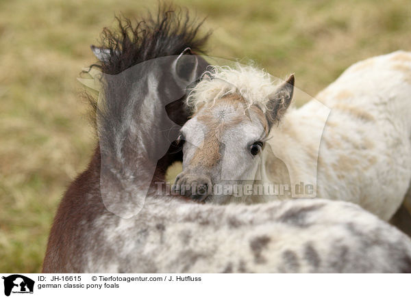 german classic pony foals / JH-16615