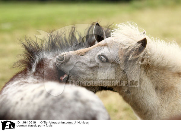 Deutsche Classic-Pony Fohlen / german classic pony foals / JH-16616