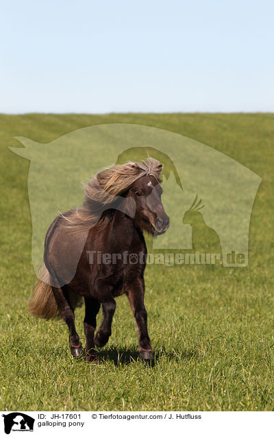 galloping pony / JH-17601