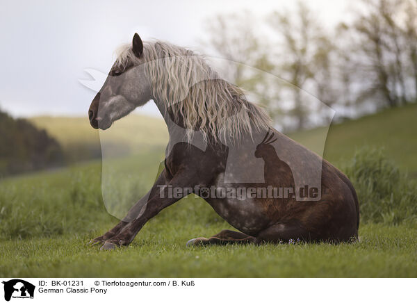 Deutsches Classic-Pony / German Classic Pony / BK-01231