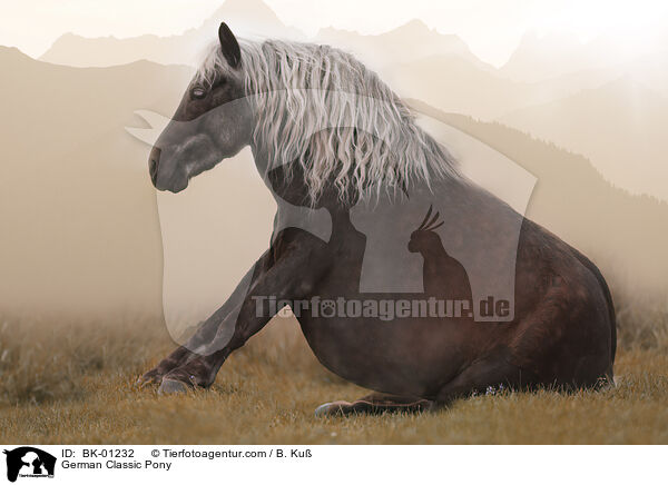 German Classic Pony / BK-01232