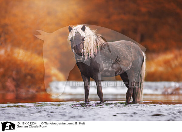 German Classic Pony / BK-01234