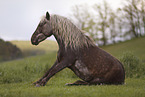 German Classic Pony