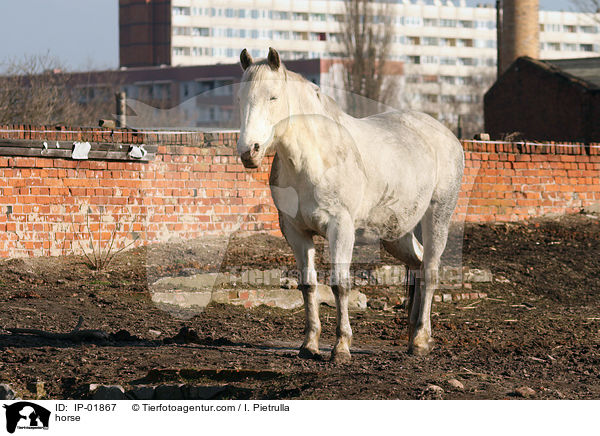 Deutsches Reitpferd / horse / IP-01867