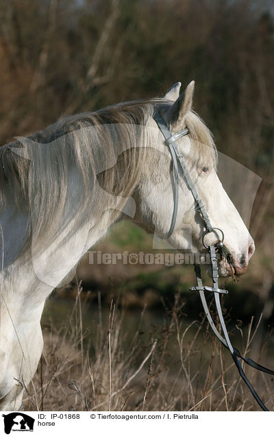 horse / IP-01868