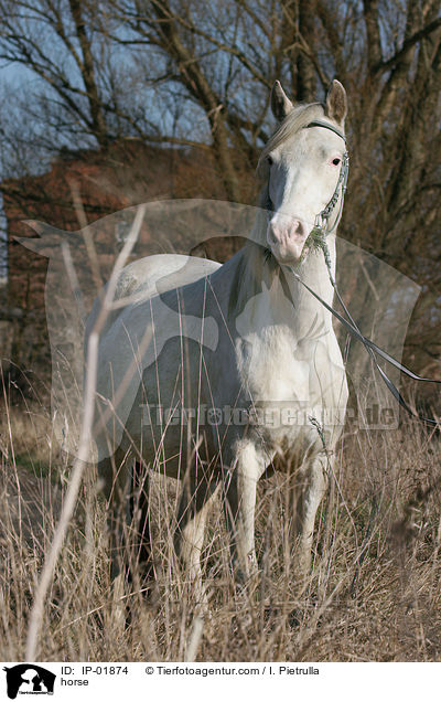 horse / IP-01874