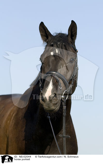 Deutsches Reitpferd Portrait / horse portrait / NS-02044