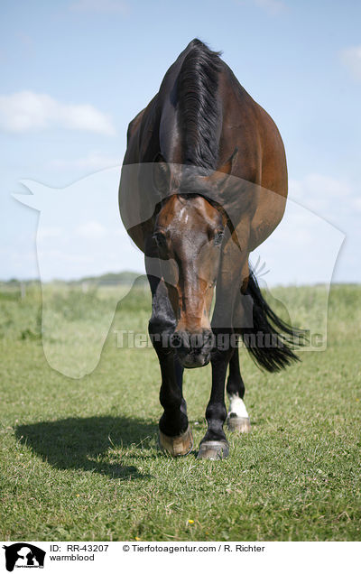 Deutsches Reitpferd / warmblood / RR-43207