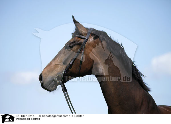 Deutsches Reitpferd Portrait / warmblood portrait / RR-43215