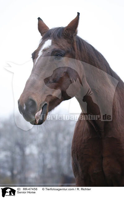 Senior Horse / RR-47456