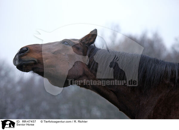 Senior Horse / RR-47457