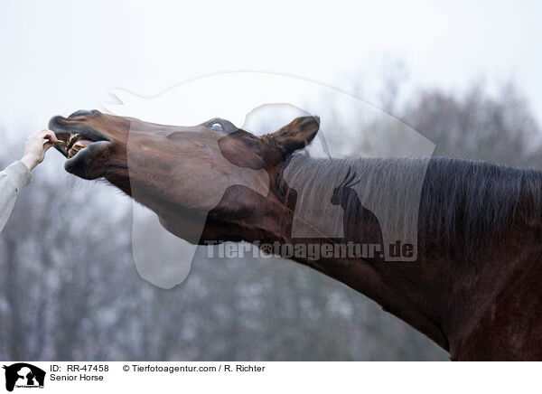 Senior Horse / RR-47458