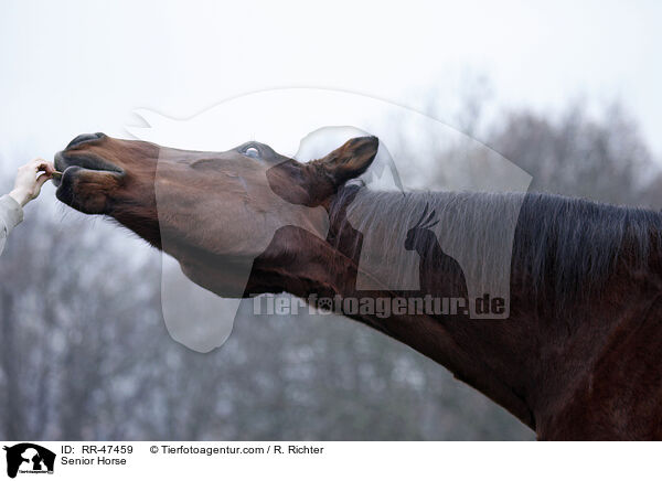 Senior Horse / RR-47459