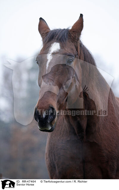 Senior Horse / RR-47464