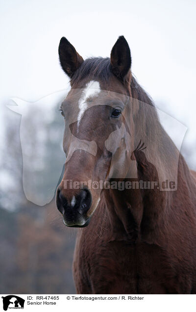 Senior Horse / RR-47465