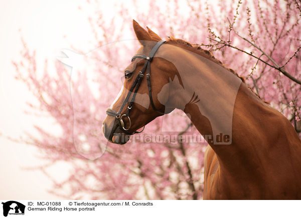 Deutsches Reitpferd Portrait / German Riding Horse portrait / MC-01088