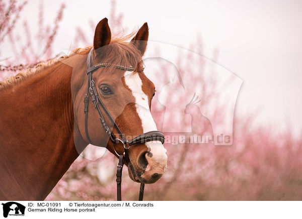 Deutsches Reitpferd Portrait / German Riding Horse portrait / MC-01091