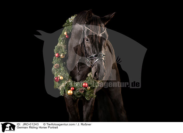 Deutsches Reitpferd Portrait / German Riding Horse Portrait / JRO-01243