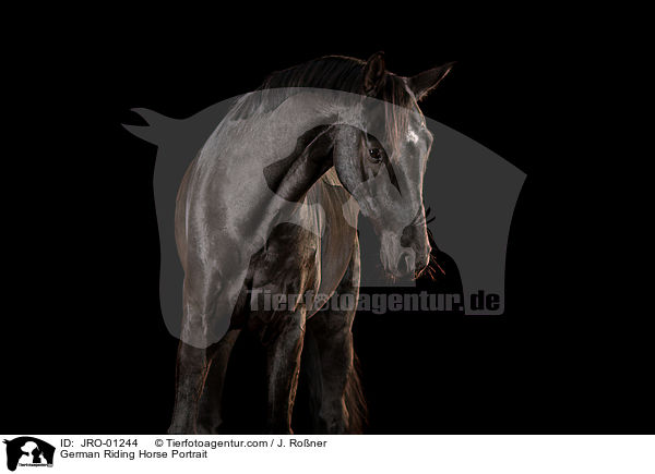 Deutsches Reitpferd Portrait / German Riding Horse Portrait / JRO-01244