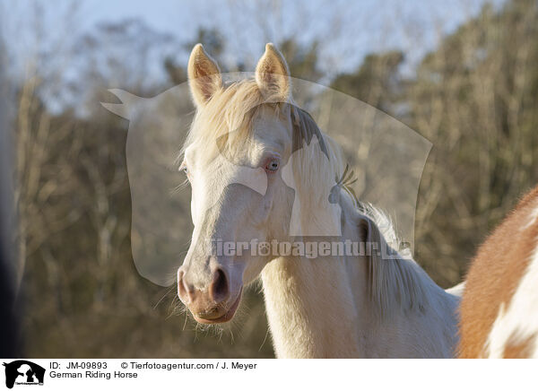 German Riding Horse / JM-09893