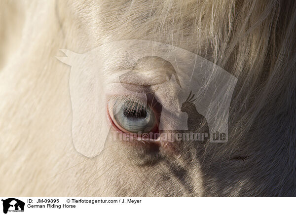 German Riding Horse / JM-09895
