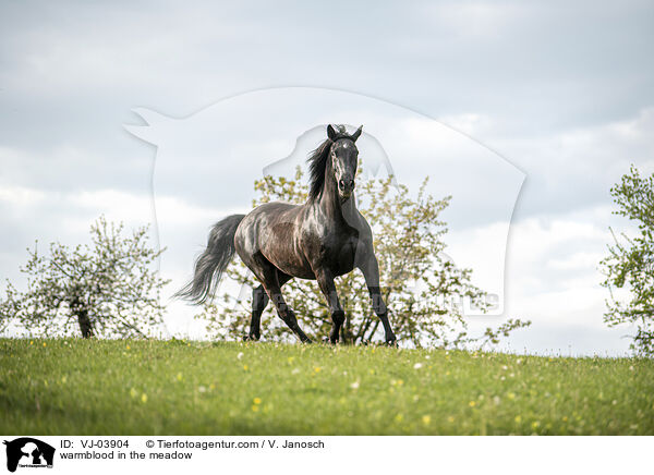 Warmblut auf der Weide / warmblood in the meadow / VJ-03904