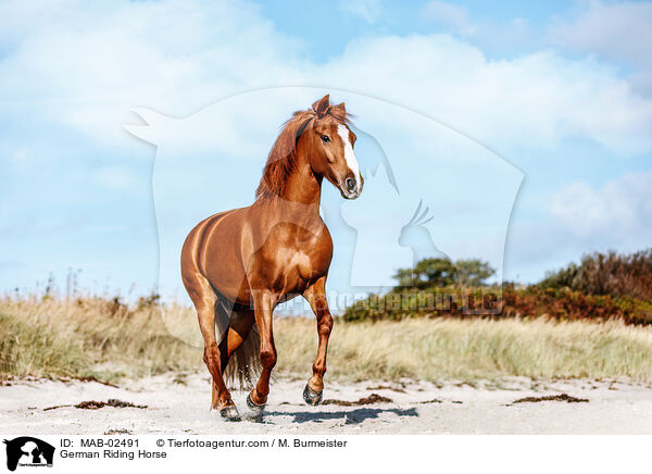 Deutsches Reitpferd / German Riding Horse / MAB-02491