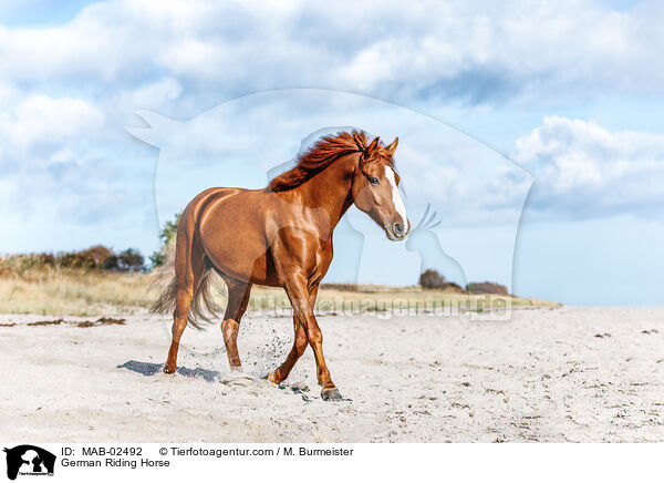 Deutsches Reitpferd / German Riding Horse / MAB-02492