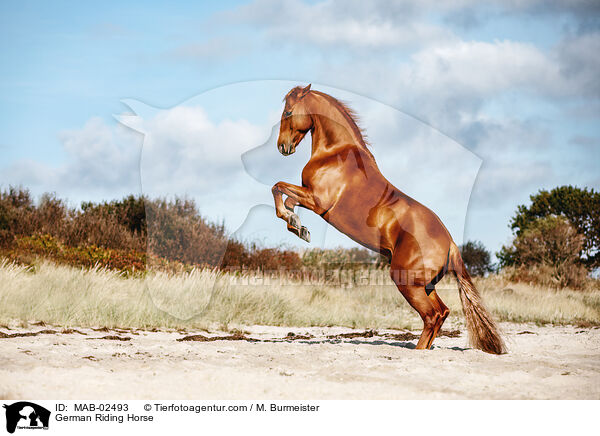 Deutsches Reitpferd / German Riding Horse / MAB-02493