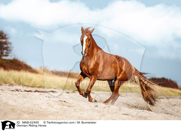 Deutsches Reitpferd / German Riding Horse / MAB-02495