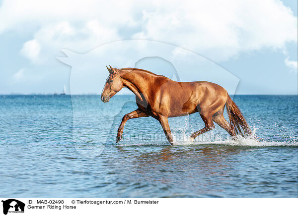 Deutsches Reitpferd / German Riding Horse / MAB-02498