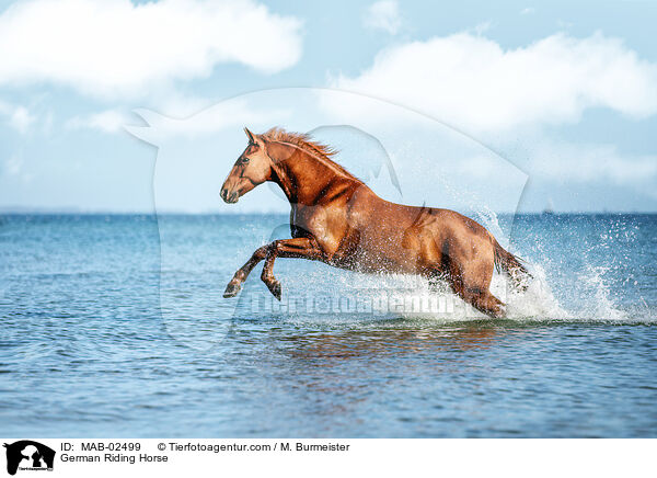 Deutsches Reitpferd / German Riding Horse / MAB-02499