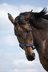 warmblood portrait