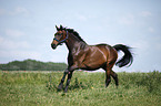 galloping warmblood