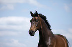 warmblood portrait