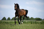 galloping warmblood