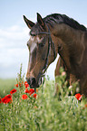 warmblood portrait