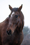 Senior Horse
