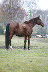 Senior Horse