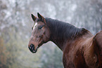 Senior Horse