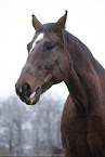 Senior Horse