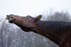 Senior Horse