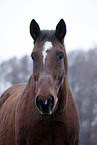 Senior Horse