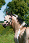 warmblood portrait