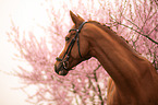 German Riding Horse portrait