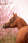 German Riding Horse portrait